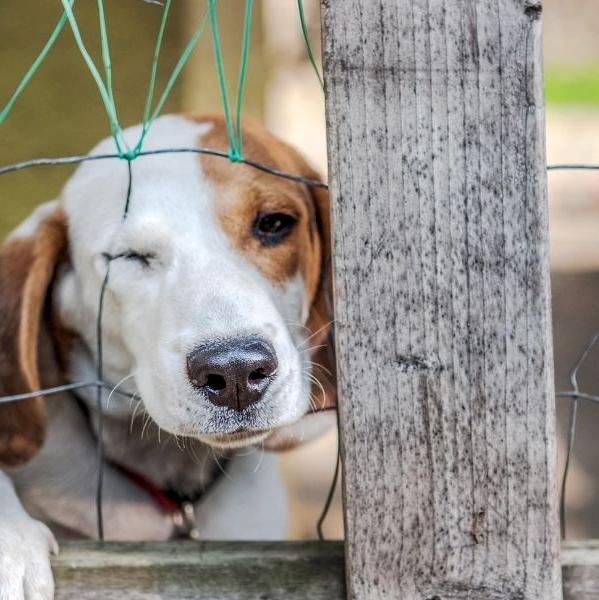 End abuse! Protect companion animal rights!