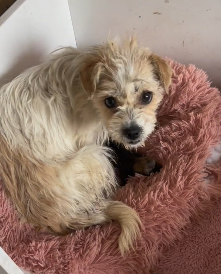 Please help this great mother, Jenny