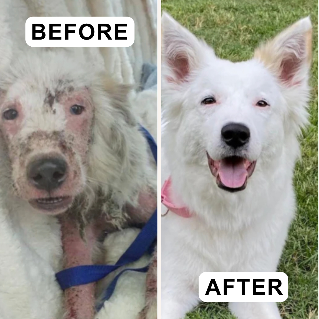 Protecting the Voiceless: Ending Animal Abuse