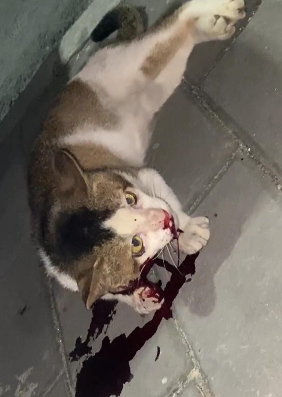 End abuse! Protect companion animal rights!