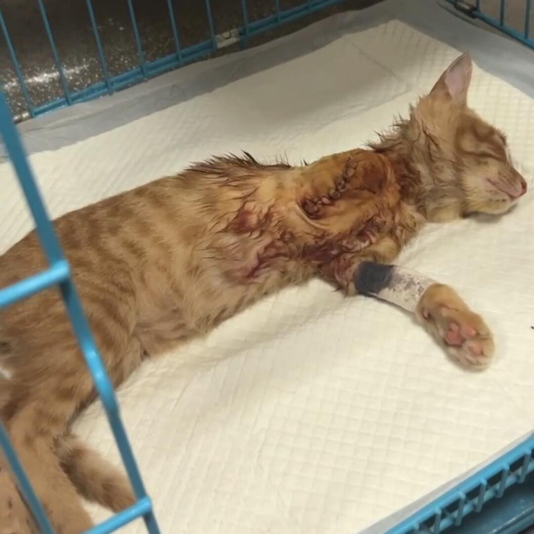 End abuse! Protect companion animal rights!