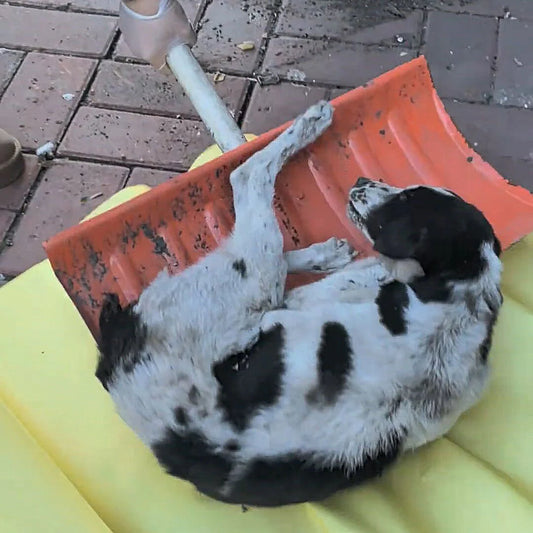 Silent Cries—Rescue Abandoned Lives