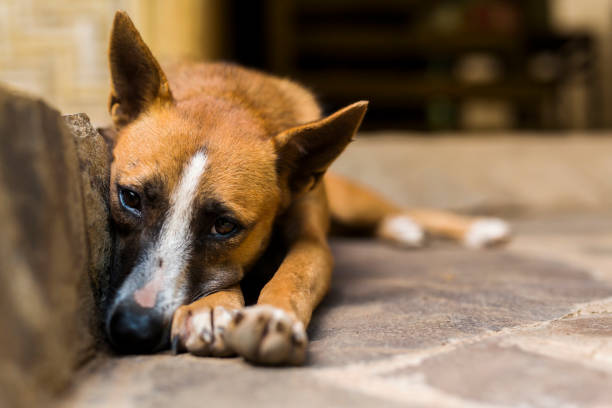 The Silent Crisis of Stray Animals